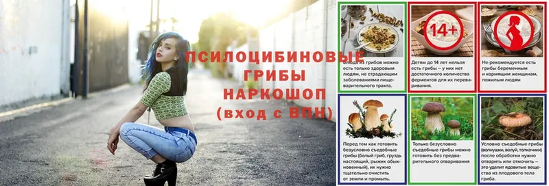 Галлюциногенные грибы Psilocybe Кизляр